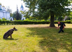 Pies służbowy Niko prezentuje pokaz posłuszeństwa w trakcie spotkania uczestnikami półkolonii w Sokółce.