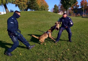 policjant w ochraniaczu pies atakuje za nim drugi policjant