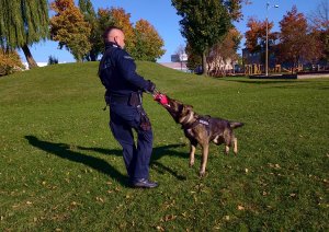 pies trzymający w pysku gryzak przed nim policjant