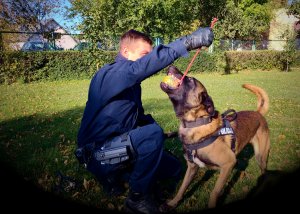 pies trzymający w pysku gryzak końcówkę trzyma w ręku policjant