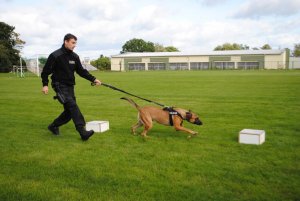 pies policyjny na smyczy wyszukuje zapachu narkotyków w pudełkach
