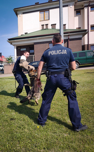 Szkolenie psów policyjnych.