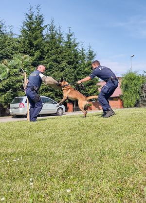Szkolenie psów policyjnych.