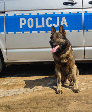 Pies przy radiowozie.