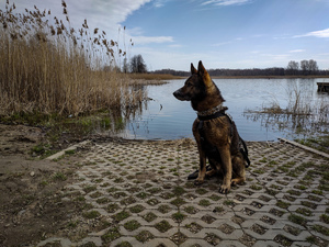 Pies policyjny, w tle jezioro.