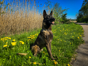 Policyjny pies Kato