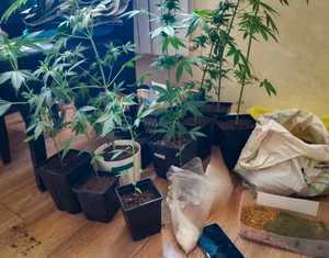 Krzewy i torby z substancjami.