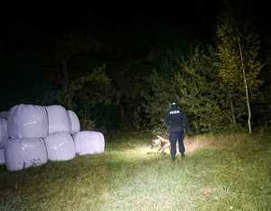 Policjant z psem szukają zaginionego mężczyzny