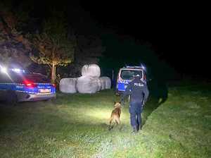 Policjant z psem szukają zaginionego mężczyzny
