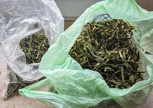 Dwie torby foliowe z zielonym suszem.